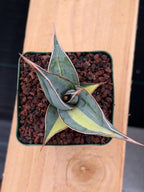 Variegated Sansevieria Pinguicula Rare Live Snake Plant – Exact Houseplant #198