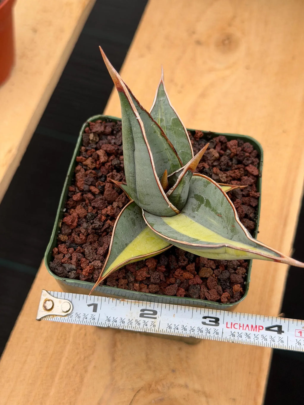 Variegated Sansevieria Pinguicula Rare Live Snake Plant – Exact Houseplant #198