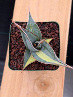 Variegated Sansevieria Pinguicula Rare Live Snake Plant – Exact Houseplant #198