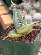 Variegated Sansevieria Pinguicula Rare Live Snake Plant – Exact Houseplant #198