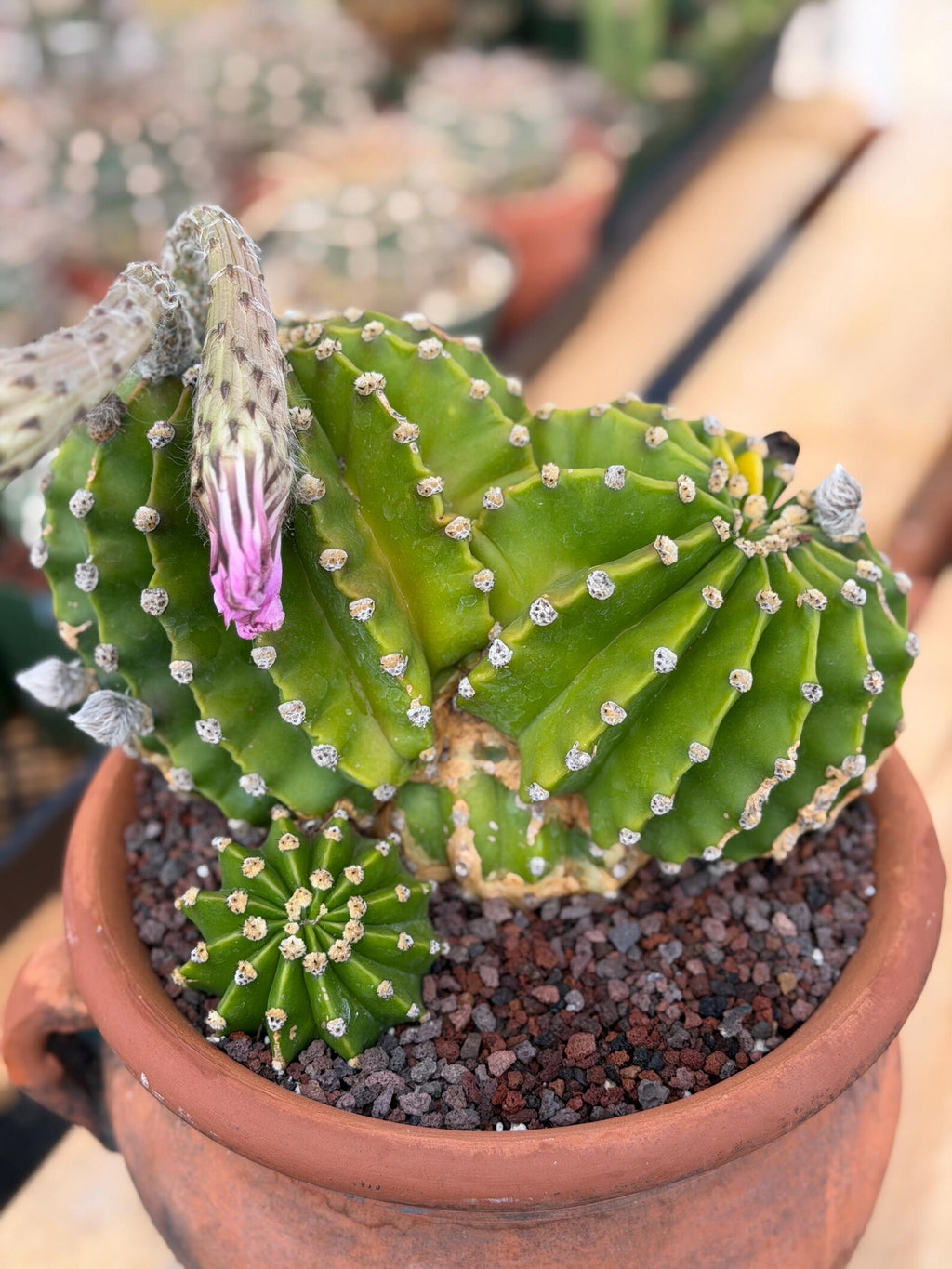 Variegated Easter Lily Cactus Double Head with Pup – Rare Live Plant