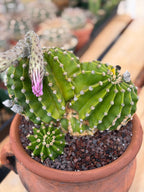 Variegated Easter Lily Cactus Double Head with Pup – Rare Live Plant