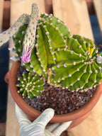 Variegated Easter Lily Cactus Double Head with Pup – Rare Live Plant