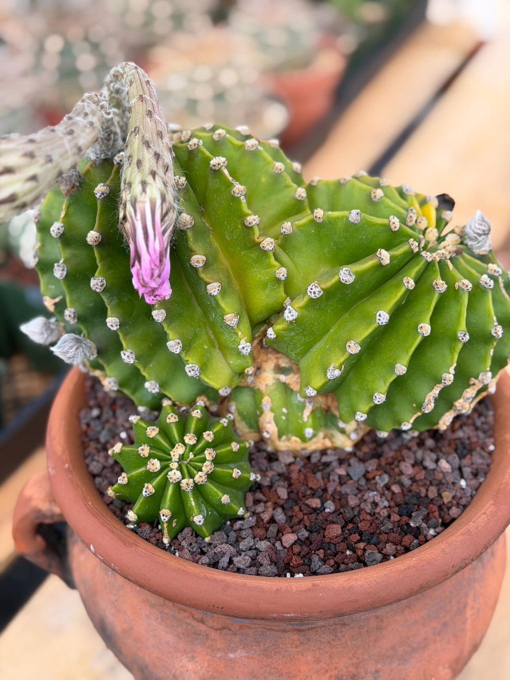 Variegated Easter Lily Cactus Double Head with Pup – Rare Live Plant