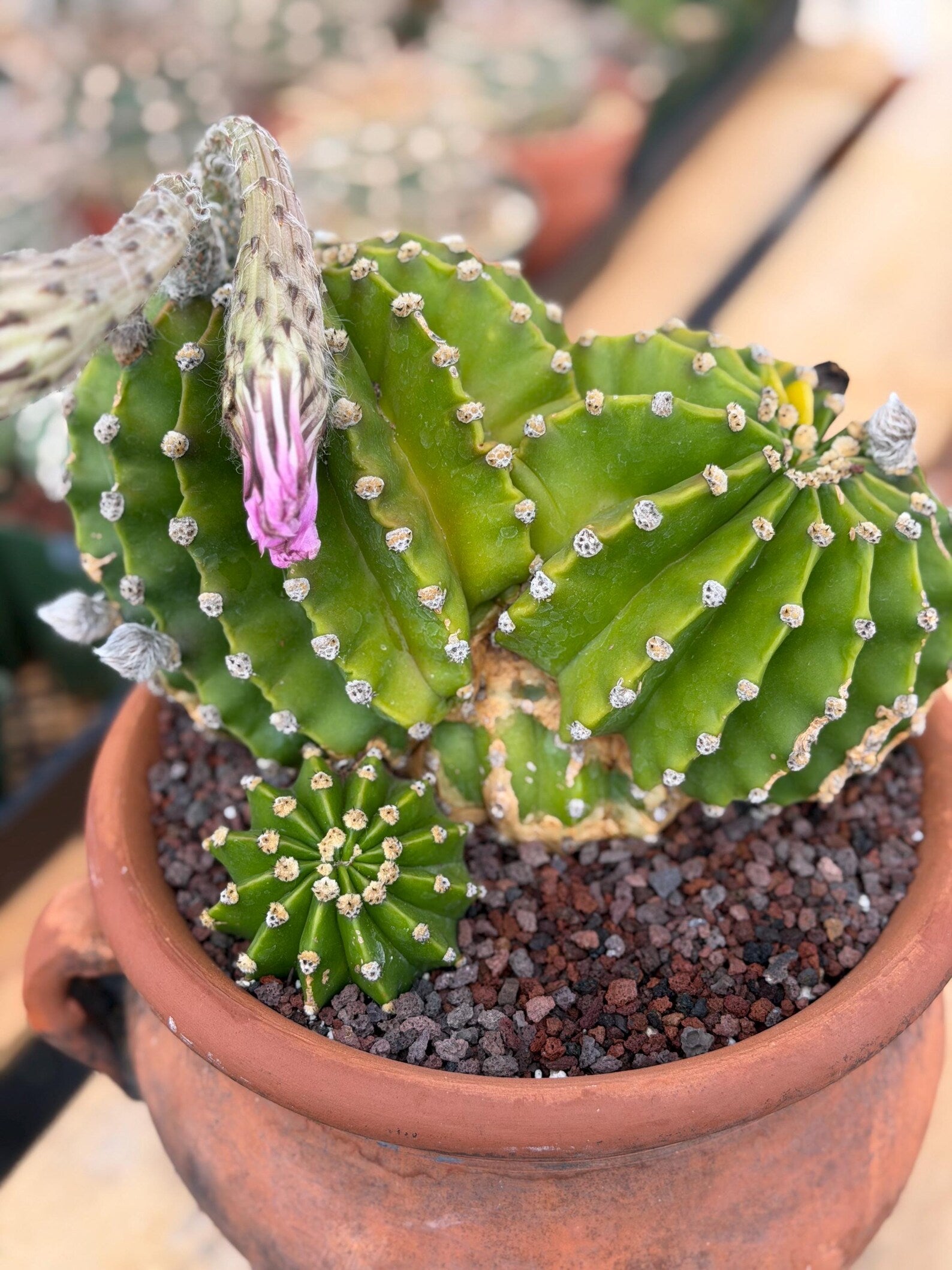 Variegated Easter Lily Cactus Double Head with Pup – Rare Live Plant