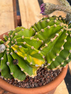 Variegated Easter Lily Cactus Double Head with Pup – Rare Live Plant