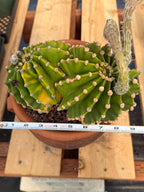 Variegated Easter Lily Cactus Double Head with Pup – Rare Live Plant