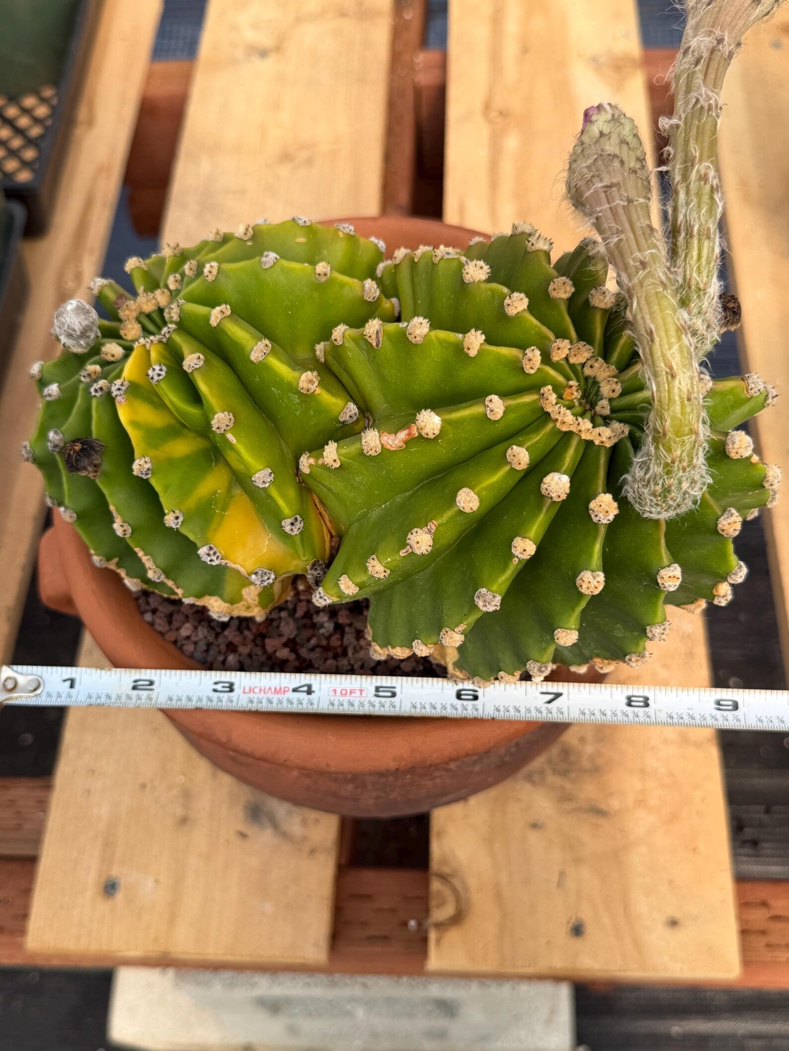 Variegated Easter Lily Cactus Double Head with Pup – Rare Live Plant