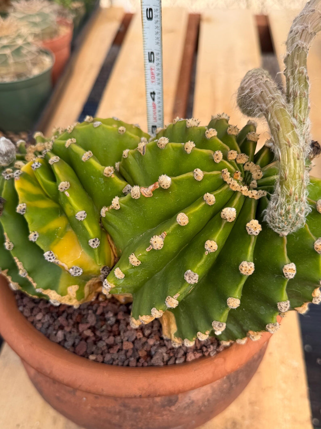 Variegated Easter Lily Cactus Double Head with Pup – Rare Live Plant