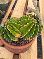 Variegated Easter Lily Cactus Double Head with Pup – Rare Live Plant
