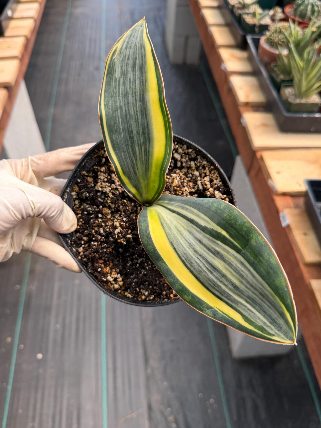 Variegated Whale Fin Sansevieria #004 | Rare Sansevieria Masoniana Live Houseplant