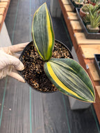Variegated Whale Fin Sansevieria #004 | Rare Sansevieria Masoniana Live Houseplant