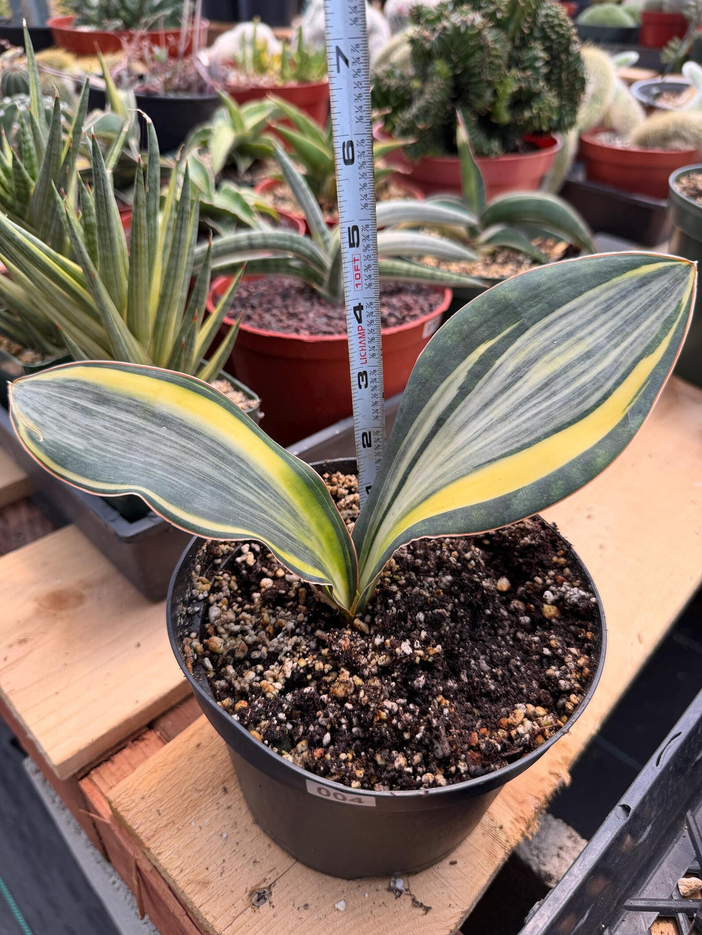 Variegated Whale Fin Sansevieria #004 | Rare Sansevieria Masoniana Live Houseplant