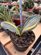 Variegated Whale Fin Sansevieria #004 | Rare Sansevieria Masoniana Live Houseplant