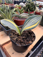Variegated Whale Fin Sansevieria #004 | Rare Sansevieria Masoniana Live Houseplant