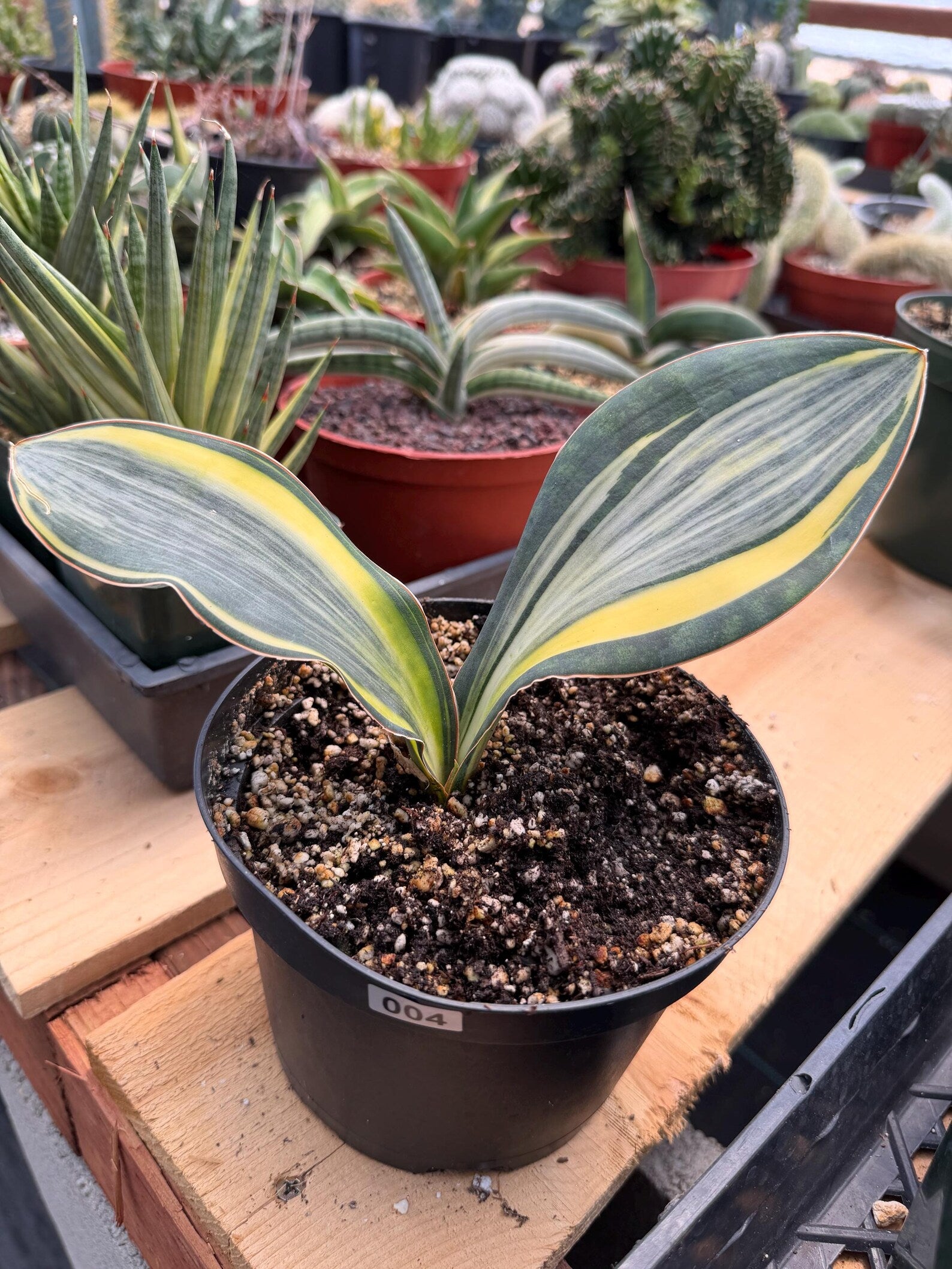 Variegated Whale Fin Sansevieria #004 | Rare Sansevieria Masoniana Live Houseplant