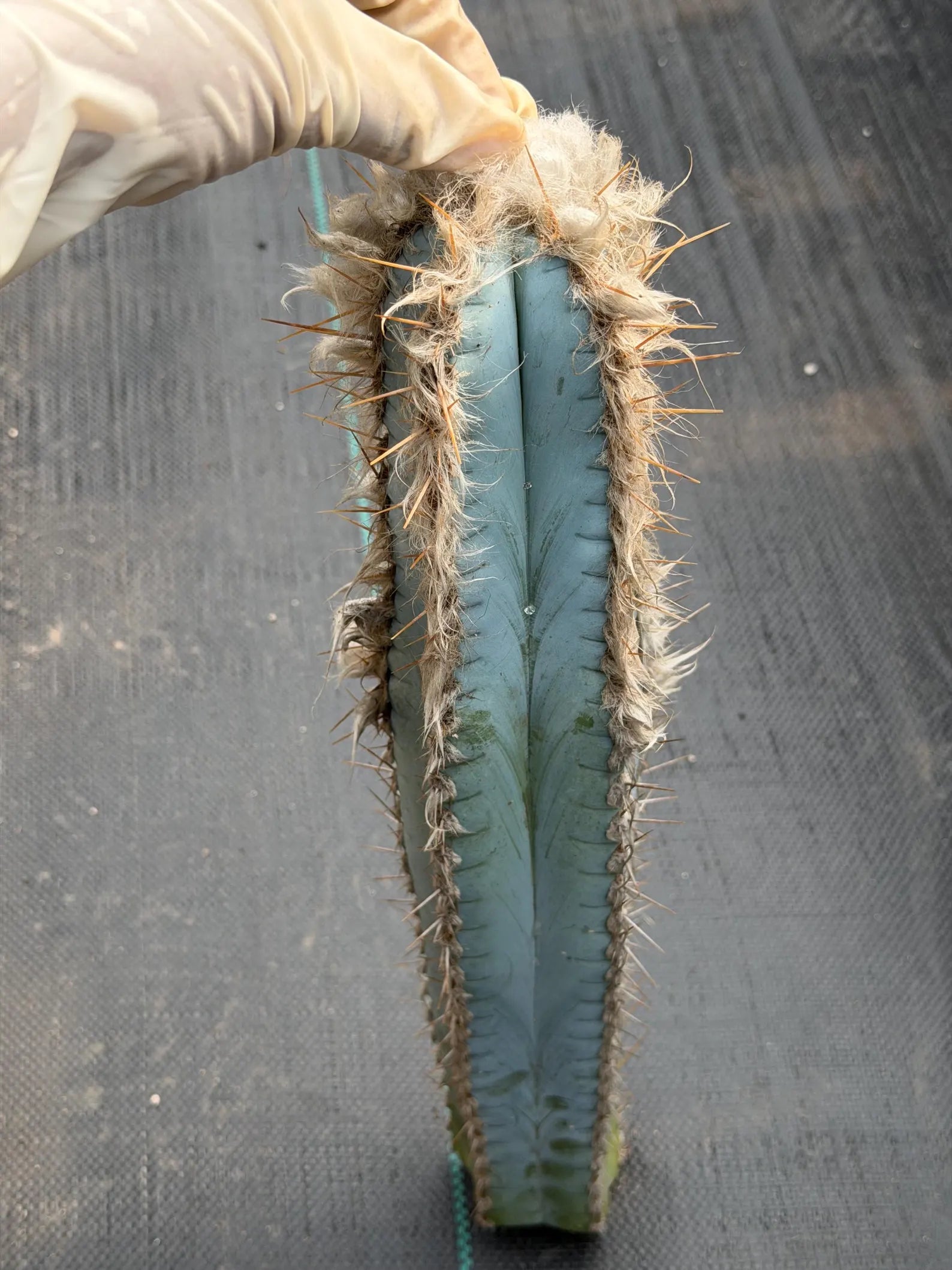Blue Pilosocereus Pachycladus Cutting | 19" Rare Blue Cactus | Live Plant