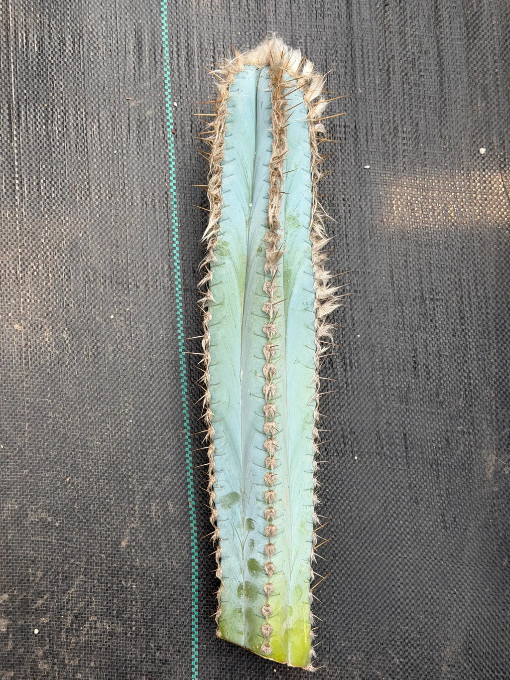 Blue Pilosocereus Pachycladus Cutting | 19" Rare Blue Cactus | Live Plant