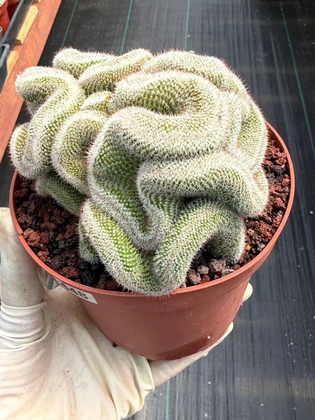 Crested Mammillaria Cactus – Rare Live Collector Plant #448