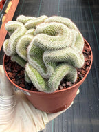 Crested Mammillaria Cactus – Rare Live Collector Plant #448