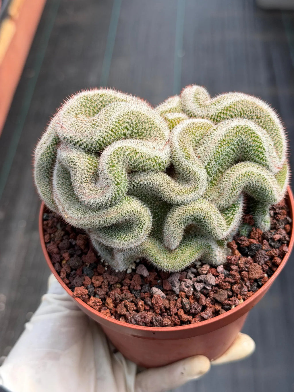 Crested Mammillaria Cactus – Rare Live Collector Plant #448