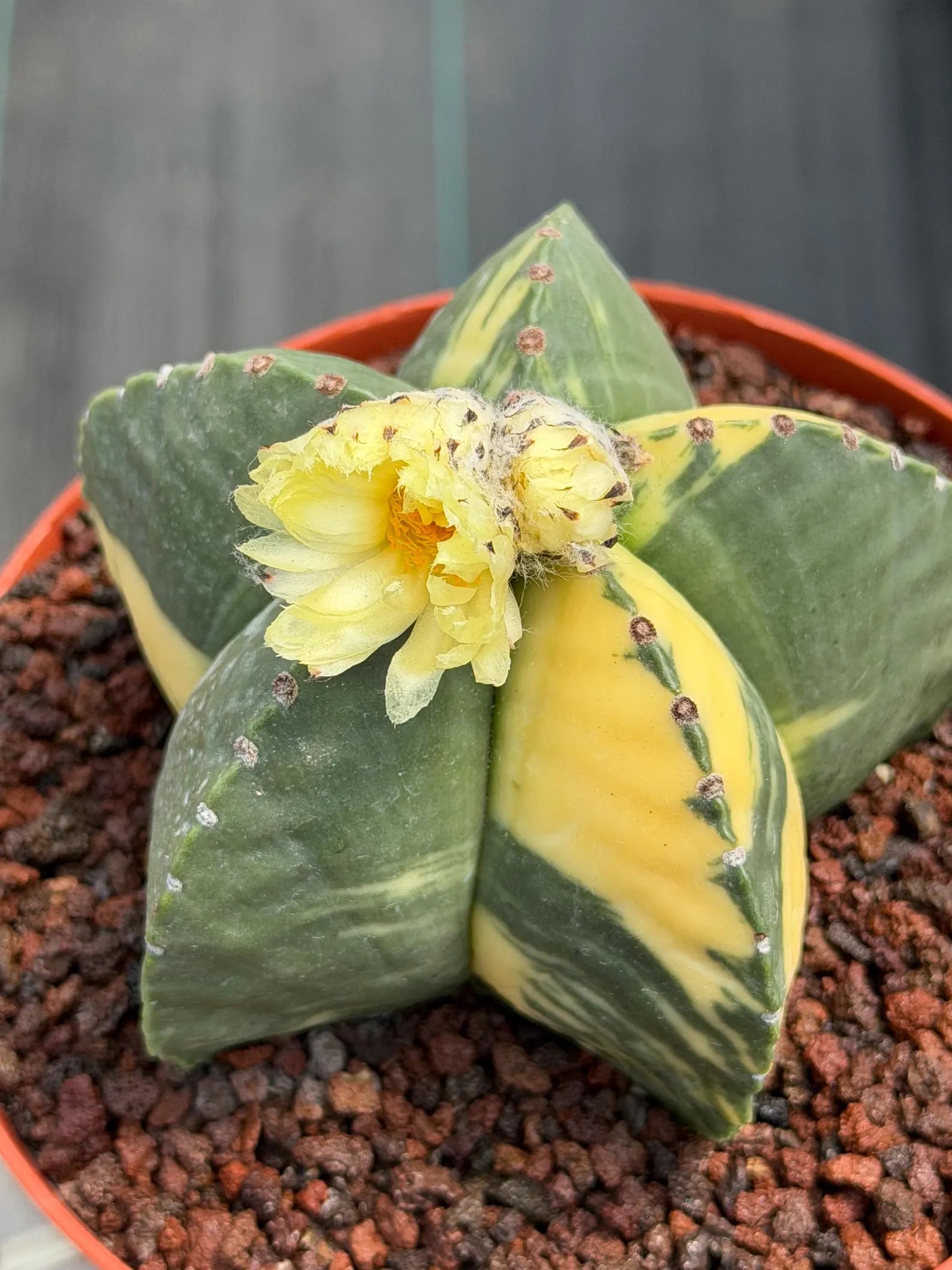 Variegated Astrophytum Myriostigma Seed Grown | Rare Live Collector Cactus #209