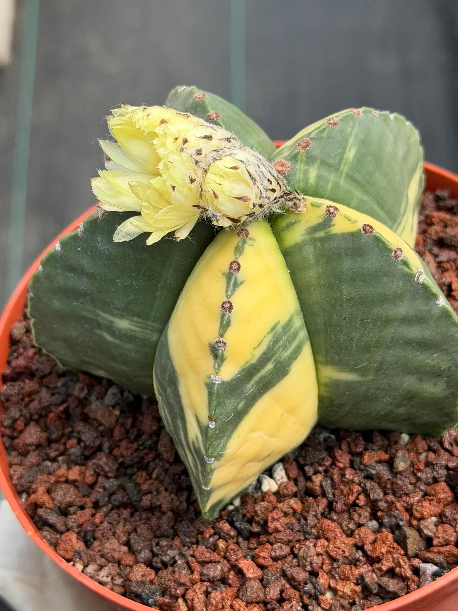 Variegated Astrophytum Myriostigma Seed Grown | Rare Live Collector Cactus #209