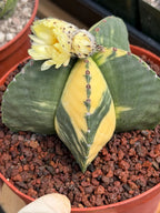 Variegated Astrophytum Myriostigma Seed Grown | Rare Live Collector Cactus #209