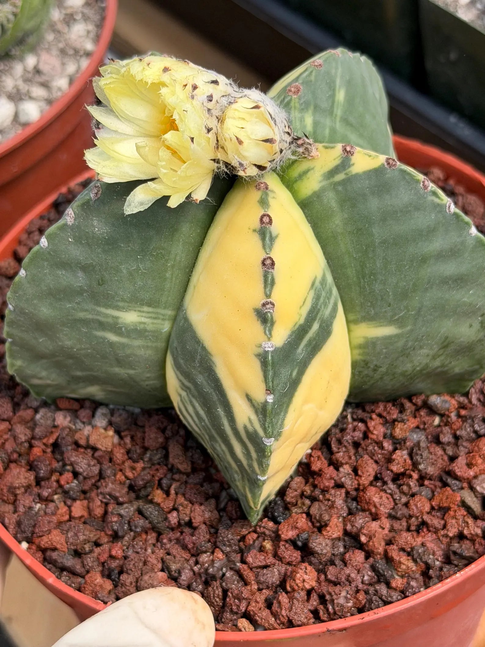 Variegated Astrophytum Myriostigma Seed Grown | Rare Live Collector Cactus #209