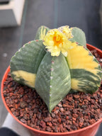 Variegated Astrophytum Myriostigma Seed Grown | Rare Live Collector Cactus #209