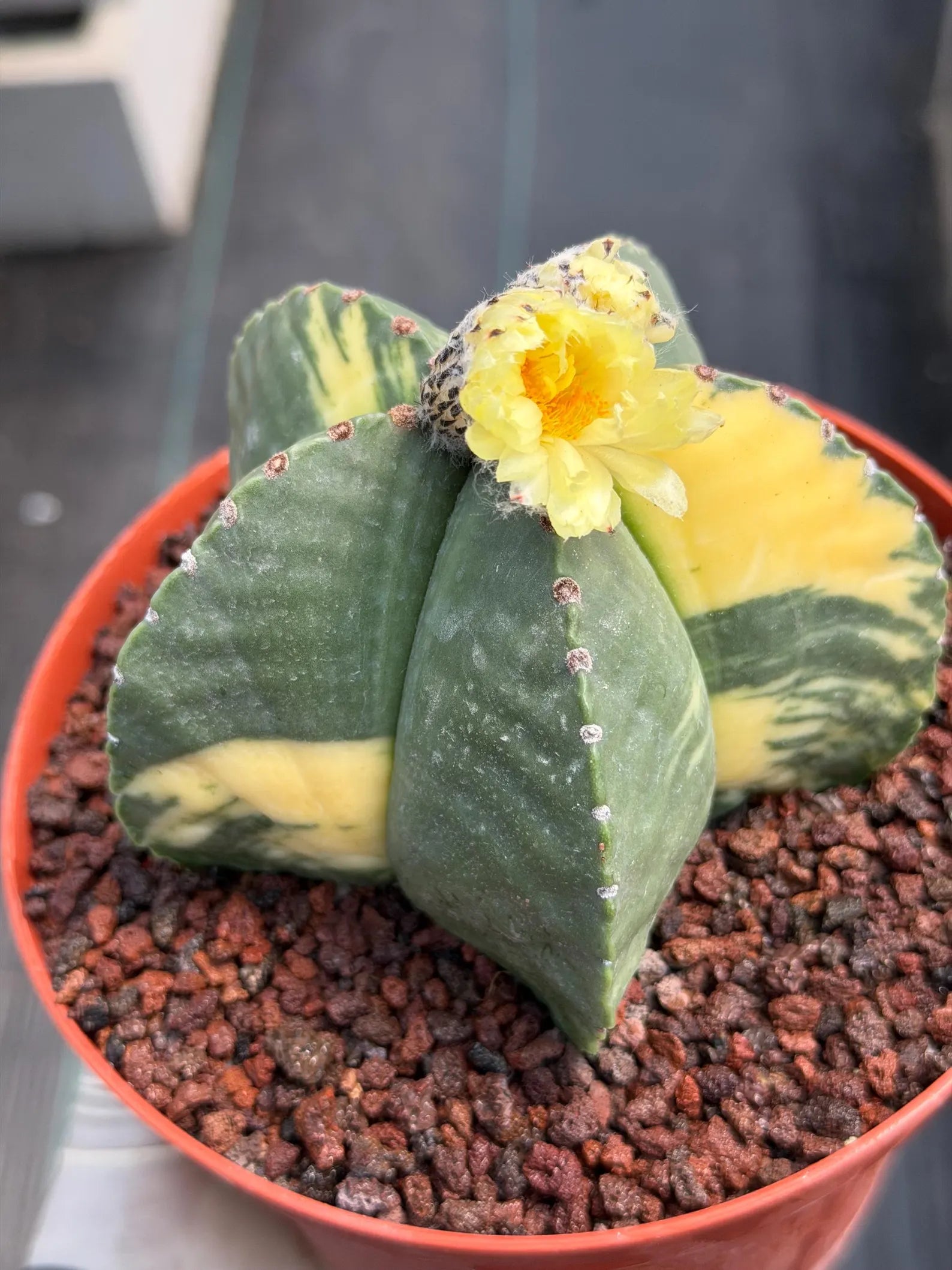 Variegated Astrophytum Myriostigma Seed Grown | Rare Live Collector Cactus #209