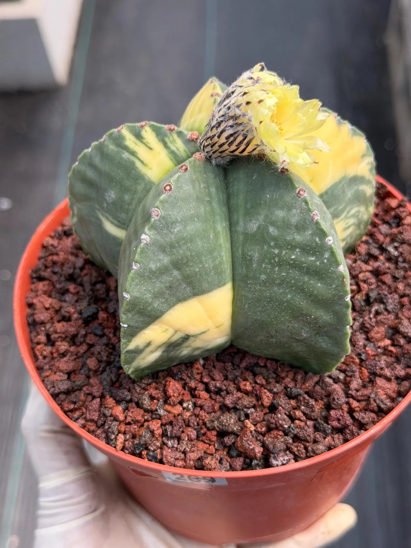 Variegated Astrophytum Myriostigma Seed Grown | Rare Live Collector Cactus #209