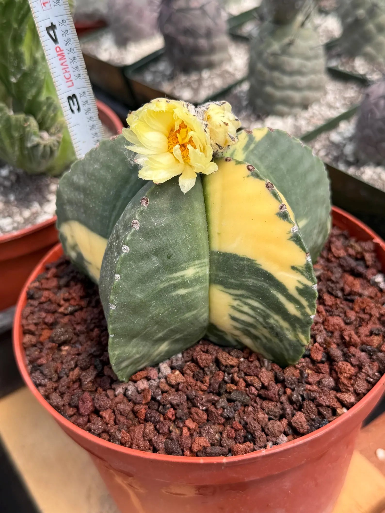 Variegated Astrophytum Myriostigma Seed Grown | Rare Live Collector Cactus #209