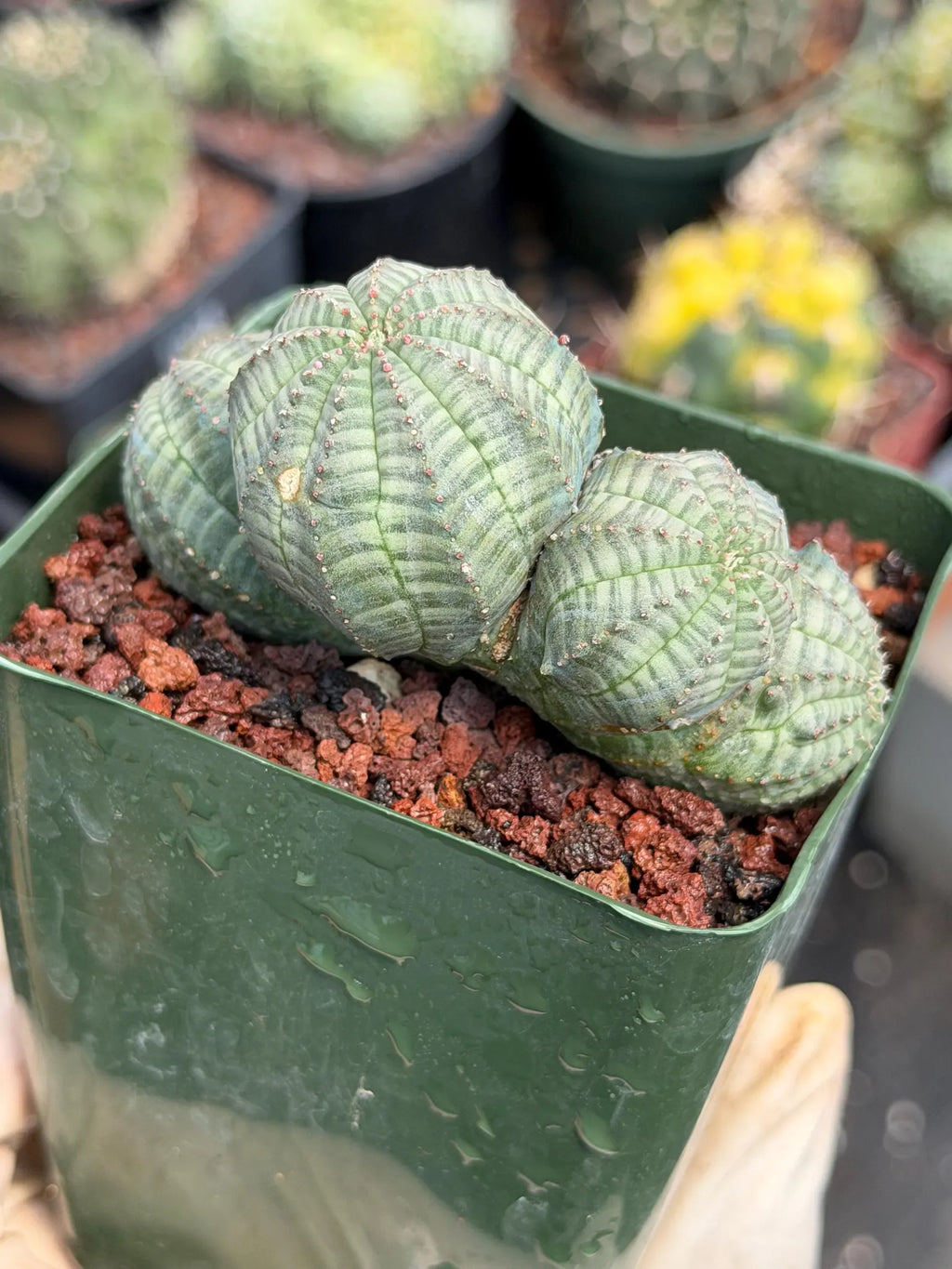 Euphorbia Obesa Dichot Seed Grown | Collector Cactus Specimen #115