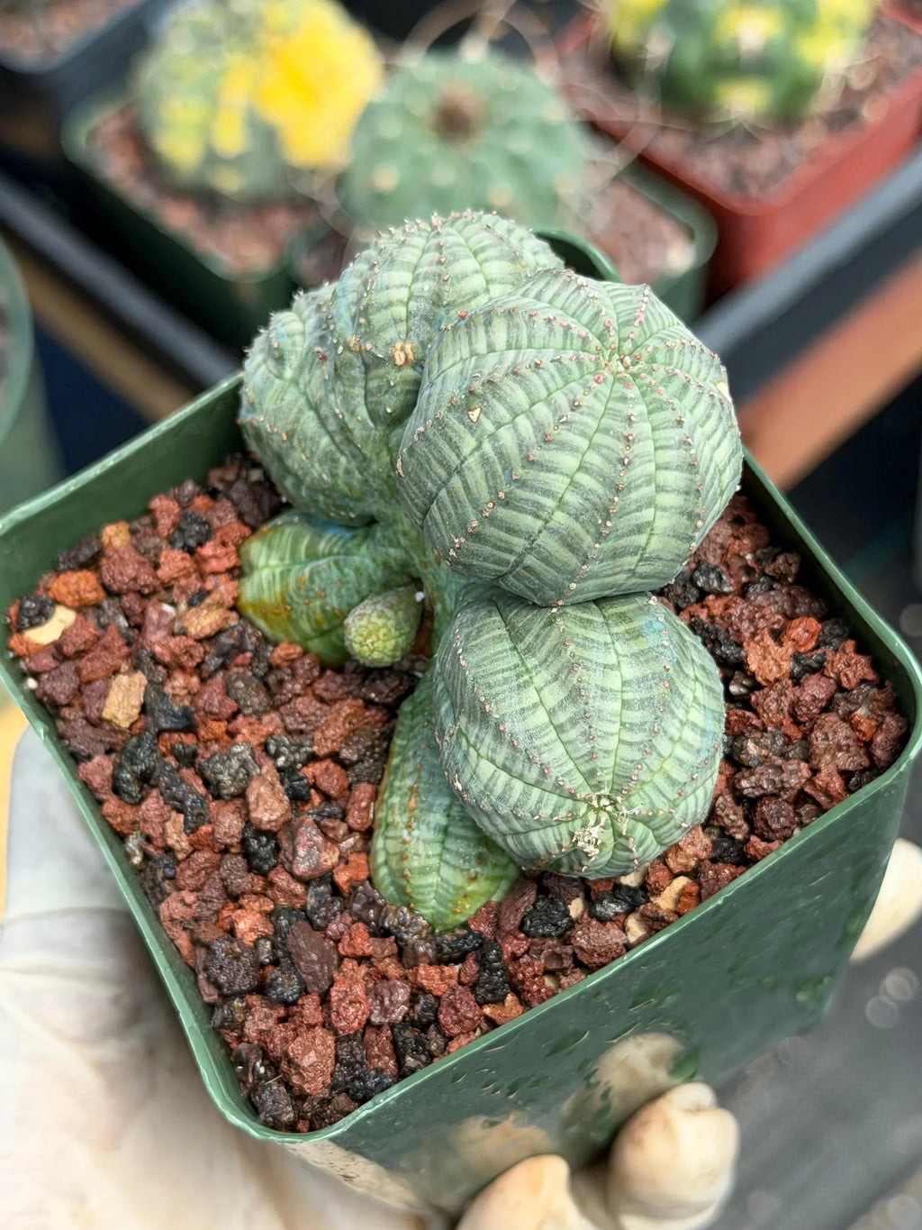 Euphorbia Obesa Dichot Seed Grown | Collector Cactus Specimen #115