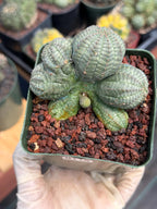 Euphorbia Obesa Dichot Seed Grown | Collector Cactus Specimen #115