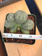 Euphorbia Obesa Dichot Seed Grown | Collector Cactus Specimen #115