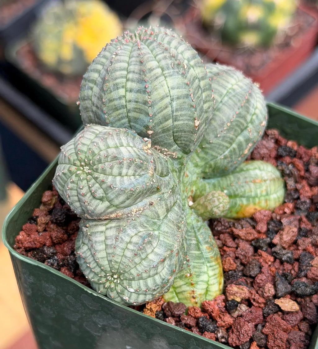 Euphorbia Obesa Dichot Seed Grown | Collector Cactus Specimen #115