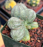 Euphorbia Obesa Dichot Seed Grown | Collector Cactus Specimen #115