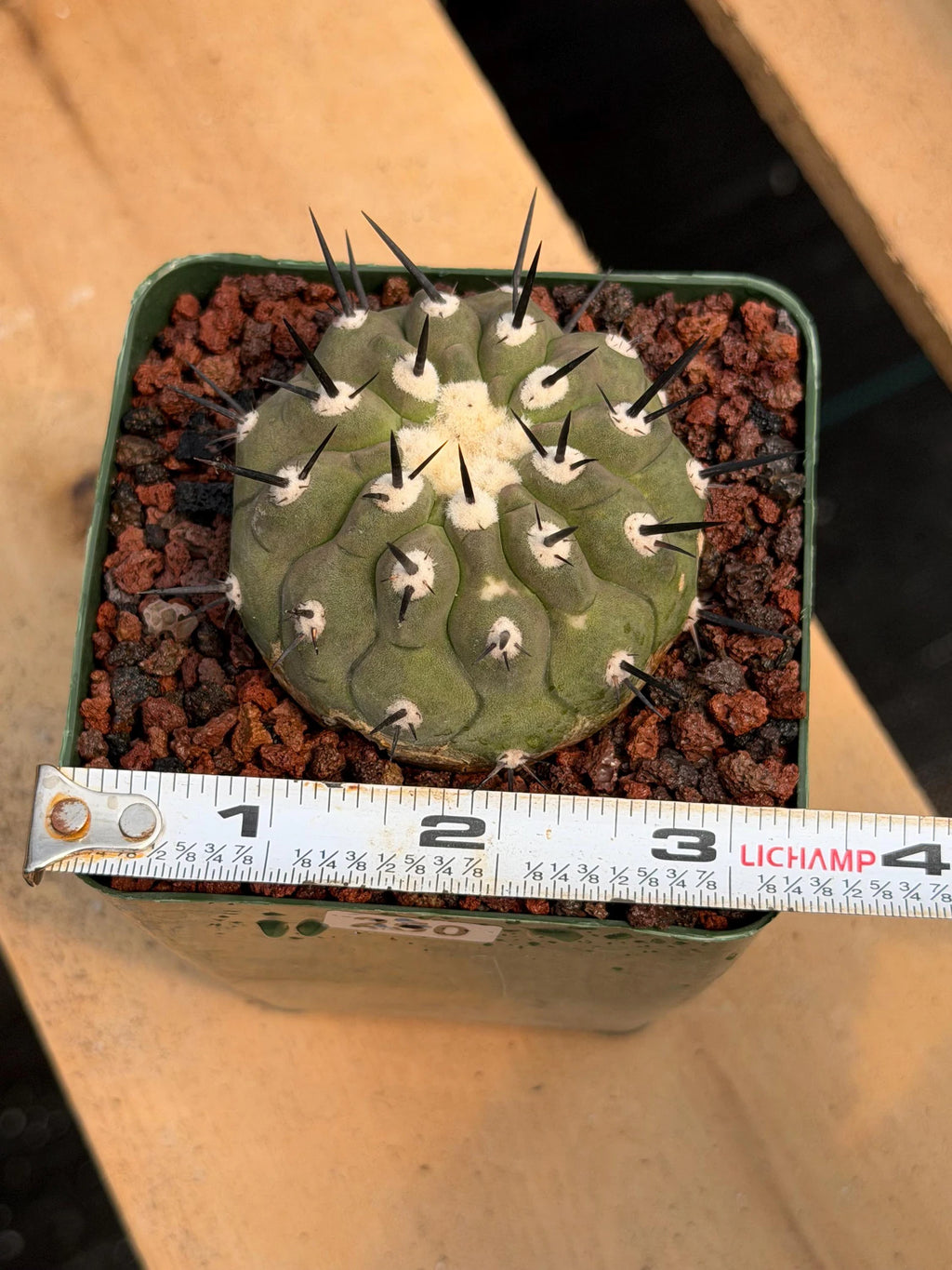Copiapoa Cinerea Degraft Rare Collector Cactus – Live Plant #250