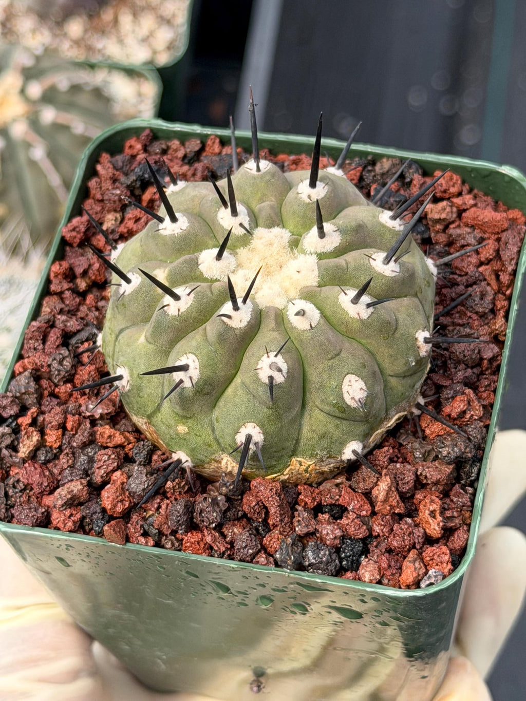 Copiapoa Cinerea Degraft Rare Collector Cactus – Live Plant #250