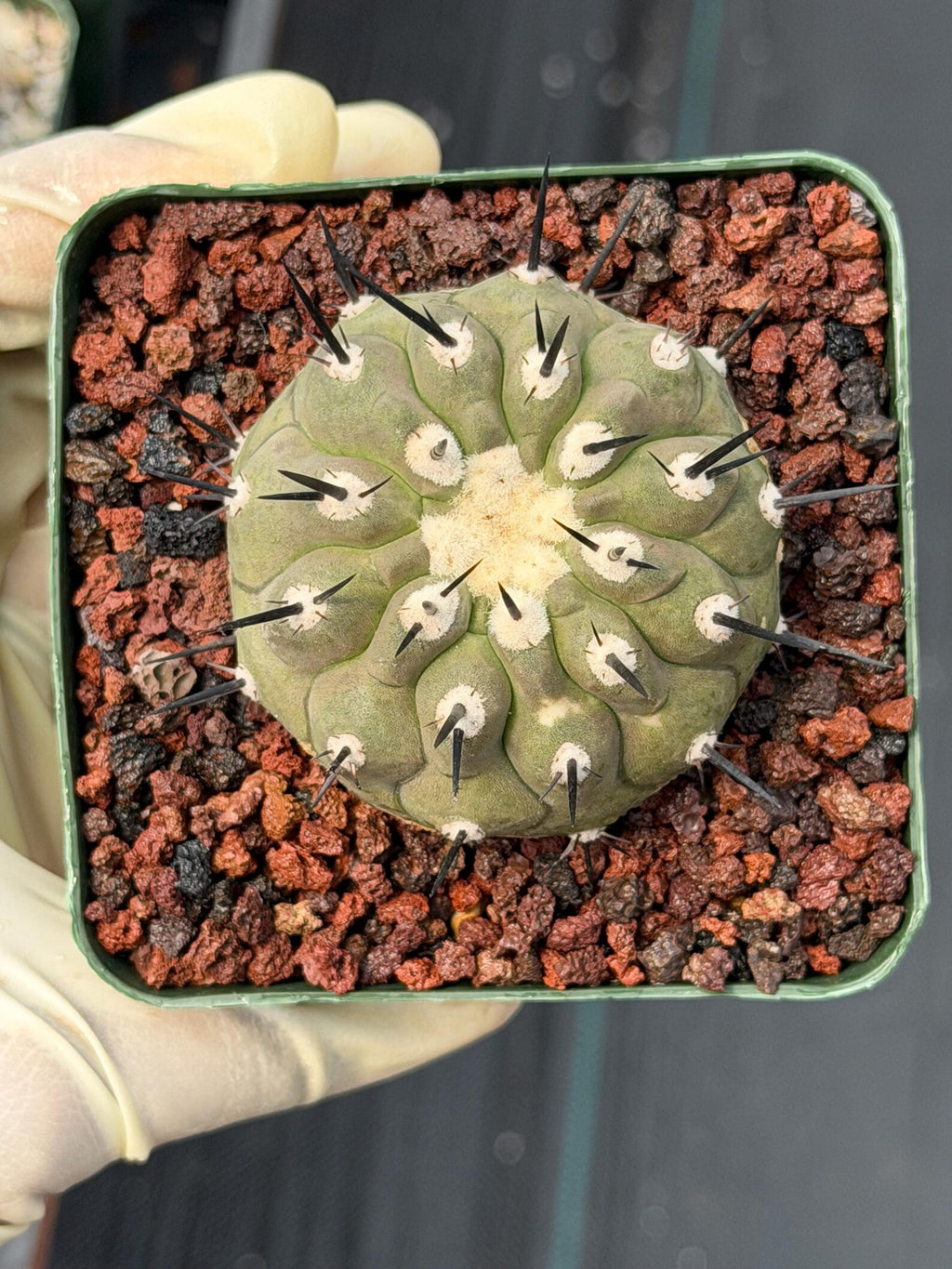 Copiapoa Cinerea Degraft Rare Collector Cactus – Live Plant #250