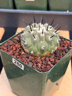 Copiapoa Cinerea Degraft Rare Collector Cactus – Live Plant #250