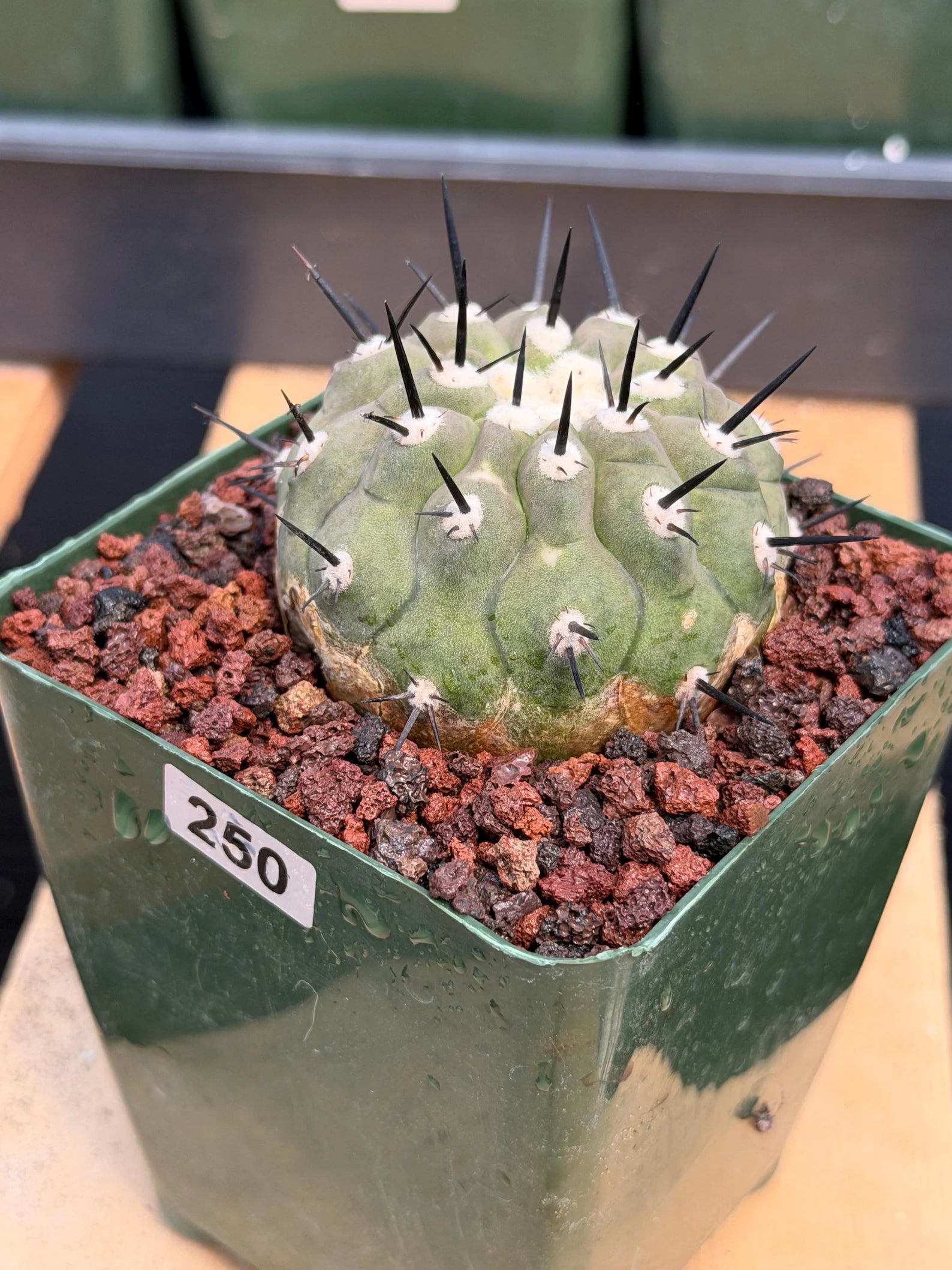 Copiapoa Cinerea Degraft Rare Collector Cactus – Live Plant #250