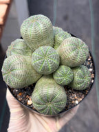 Euphorbia Obesa Cluster | Rare Live Succulent Plant #185