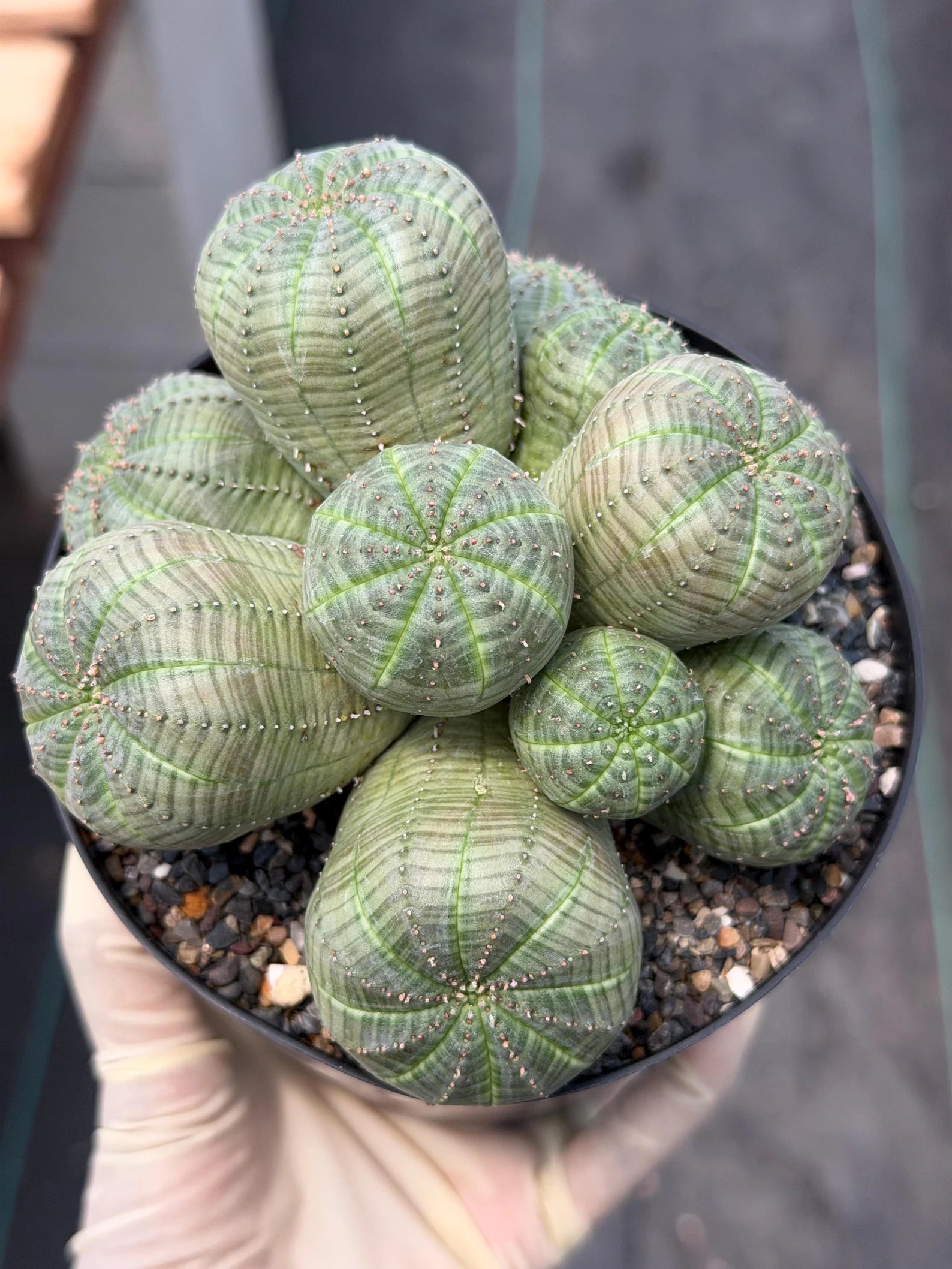 Euphorbia Obesa Cluster | Rare Live Succulent Plant #185