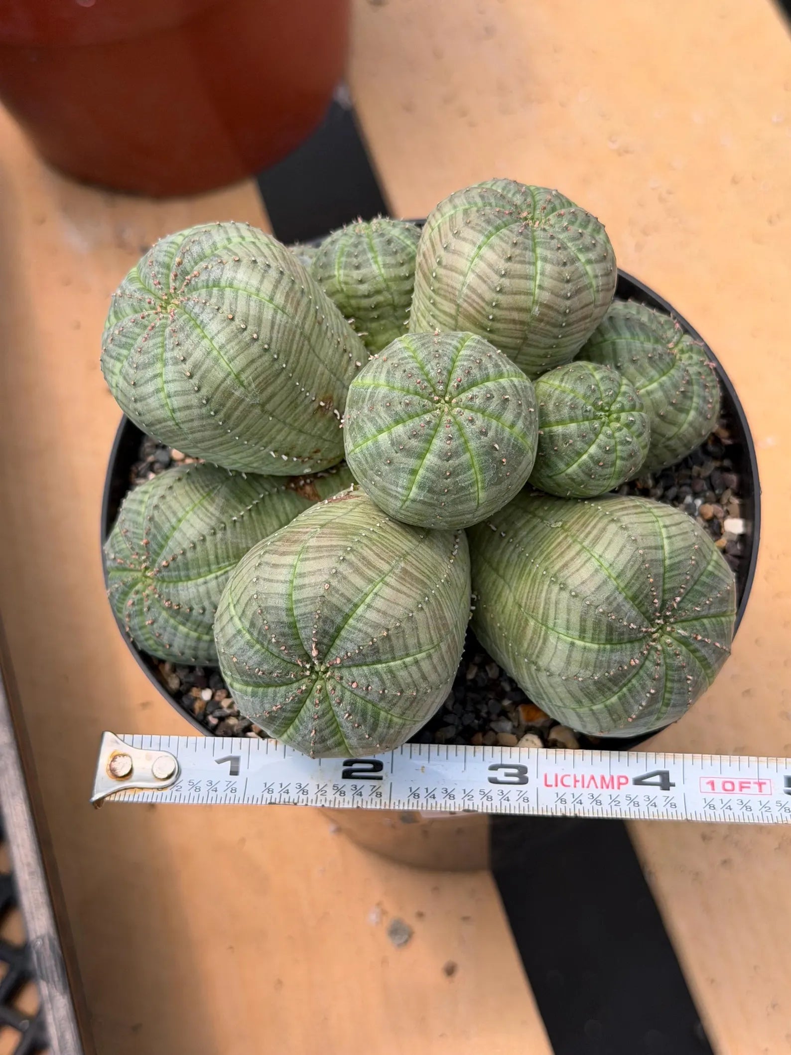 Euphorbia Obesa Cluster | Rare Live Succulent Plant #185
