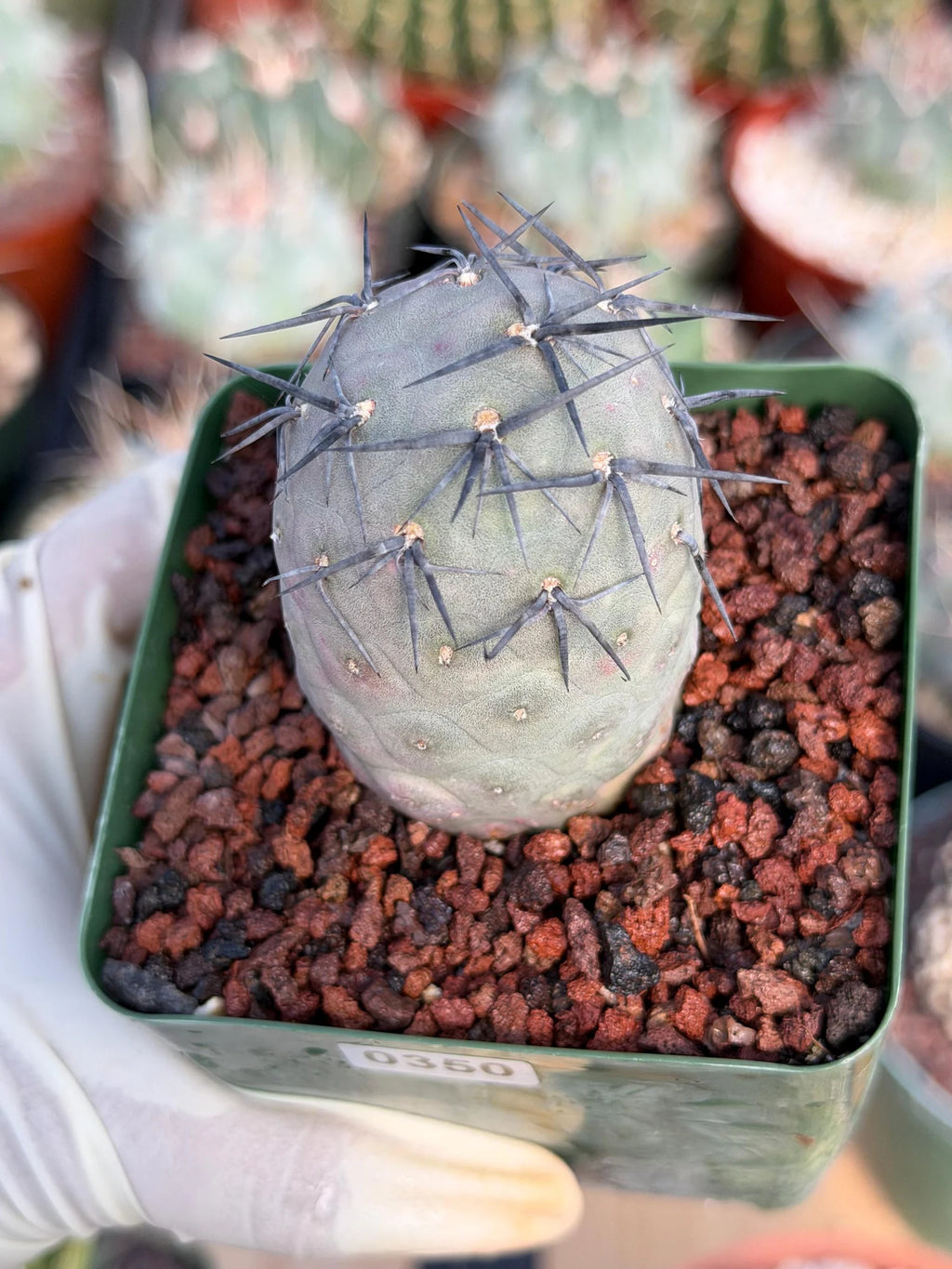 Tephrocactus Geometricus 'Diablo' Black Spines #350 | Rare Live Cactus | Rooted Collector Succulent | Exact Plant