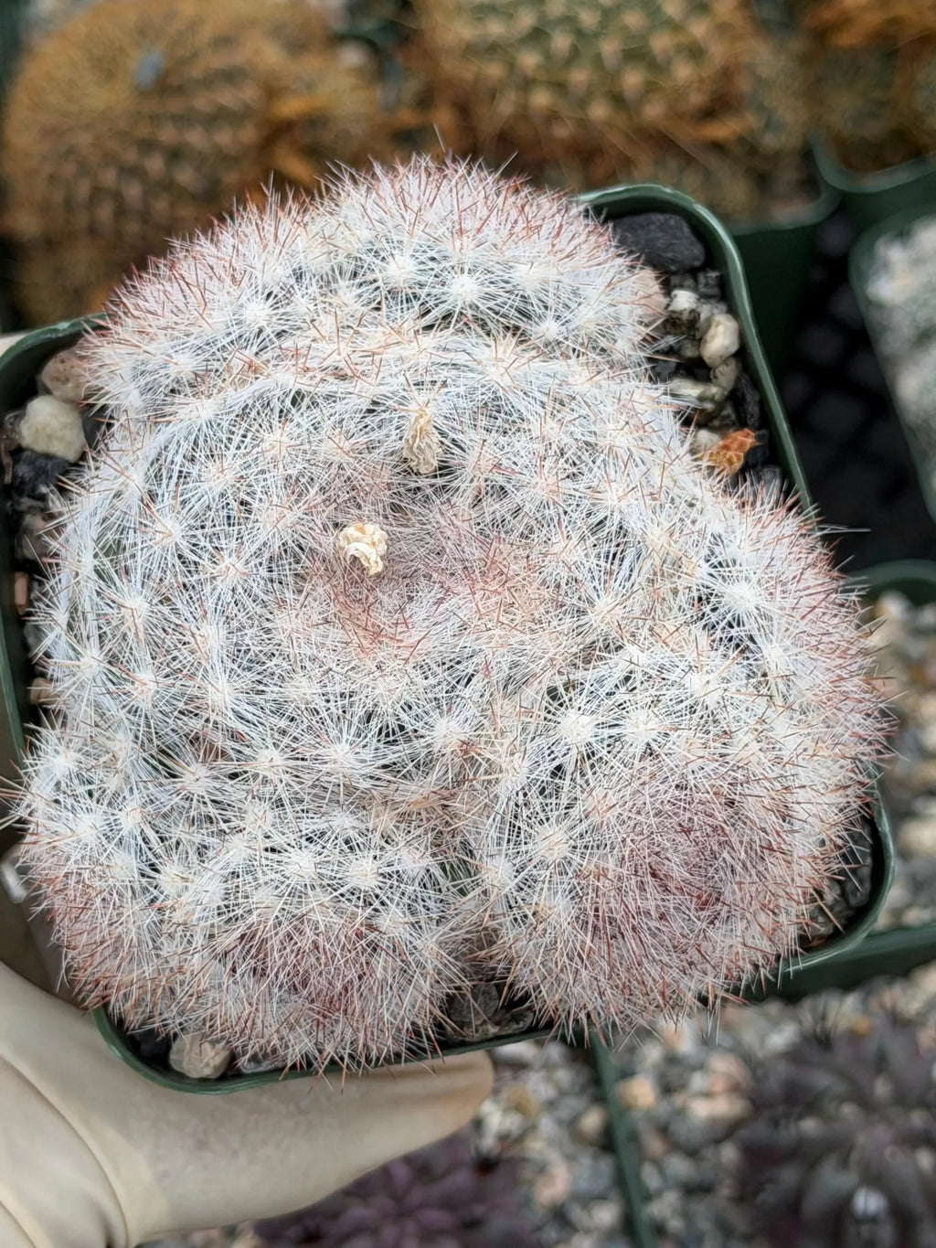 Rose Mammillaria Candida Cluster | Rare Specimen Cactus