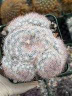 Rose Mammillaria Candida Cluster | Rare Specimen Cactus